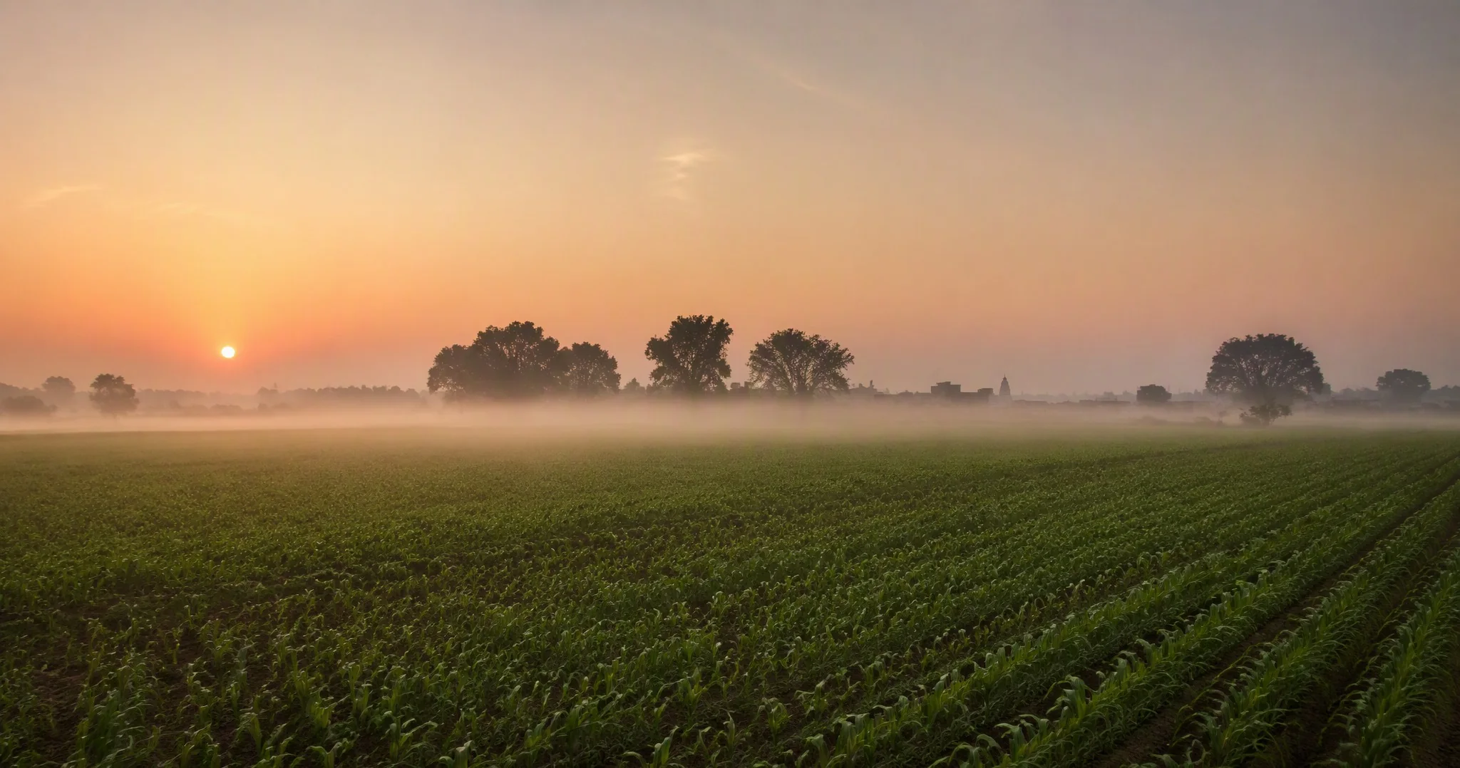 An Indian farm field at first light, low mist over young crop rows